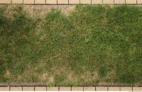 photo texture of grass 0011
